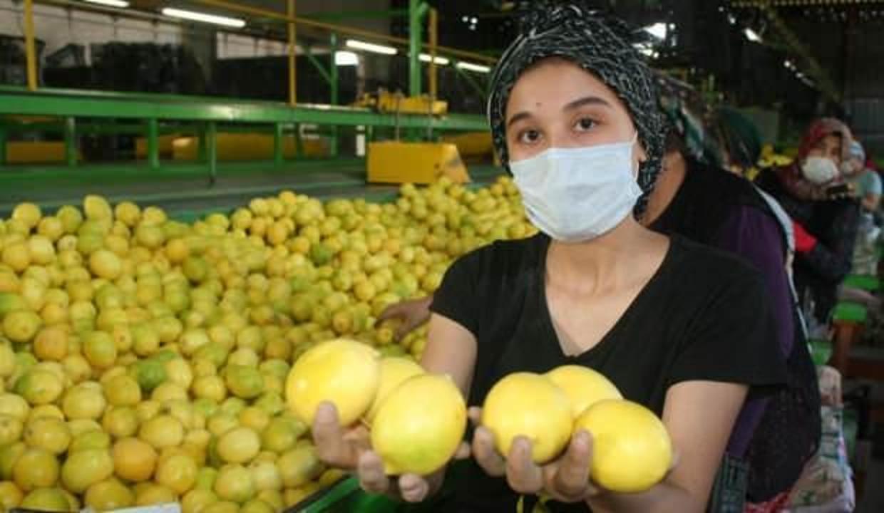 Limonun kilosu 1,5 TL’ye düştü