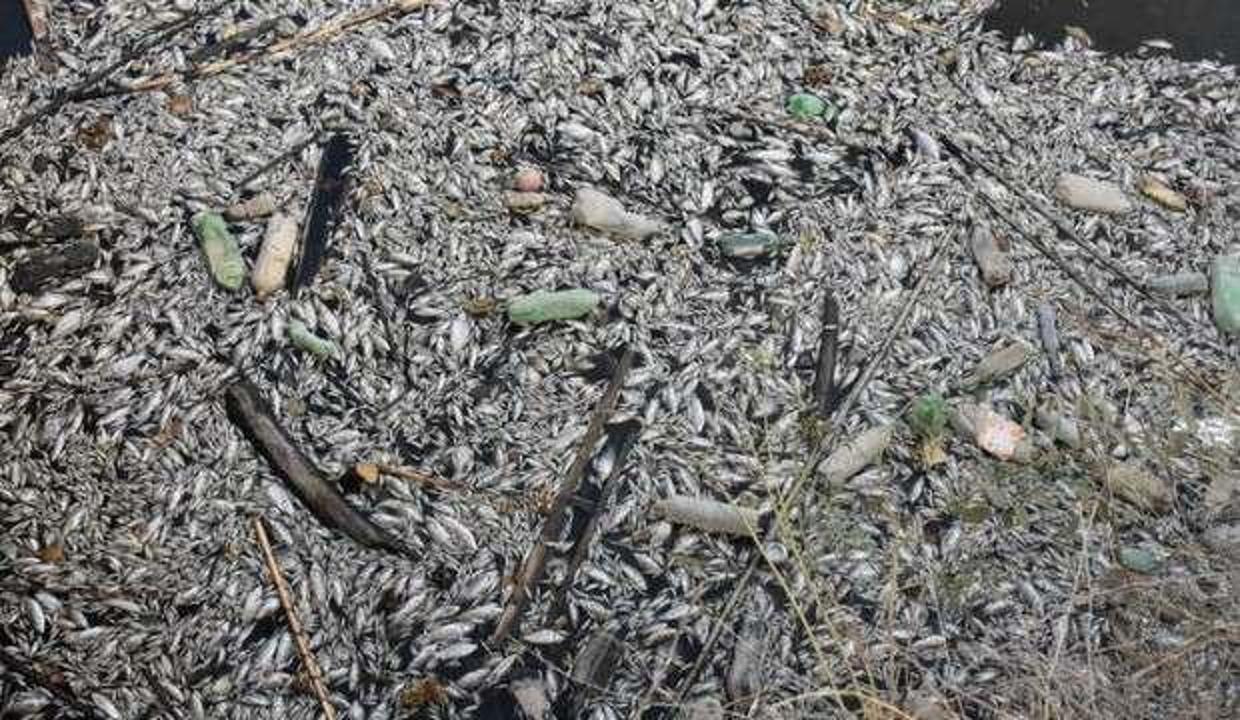 Aydın'da korkutan toplu balık ölümlerine inceleme başlatıldı