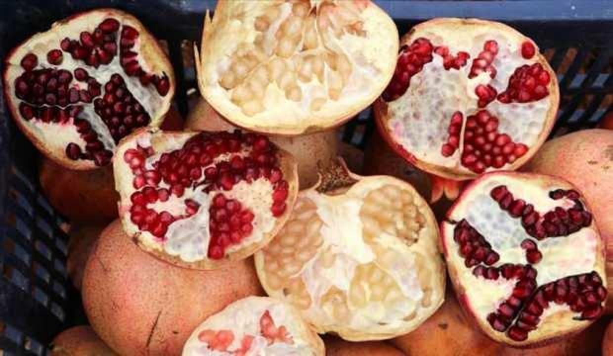 Nar çeşitleri koruma altına alınıyor