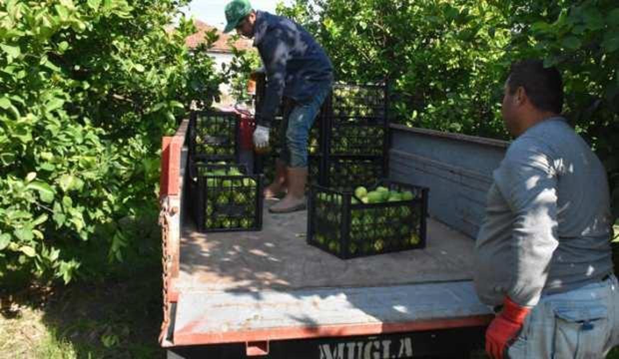 Üreticiler Rusya ve İtalya pazarı için mesai yapıyor