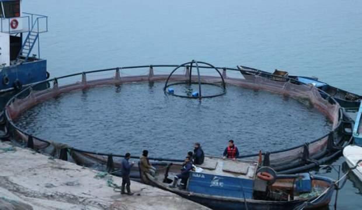 Fırat Nehri'nde yetiştirilen somon balıkları dünyaya ihraç ediliyor