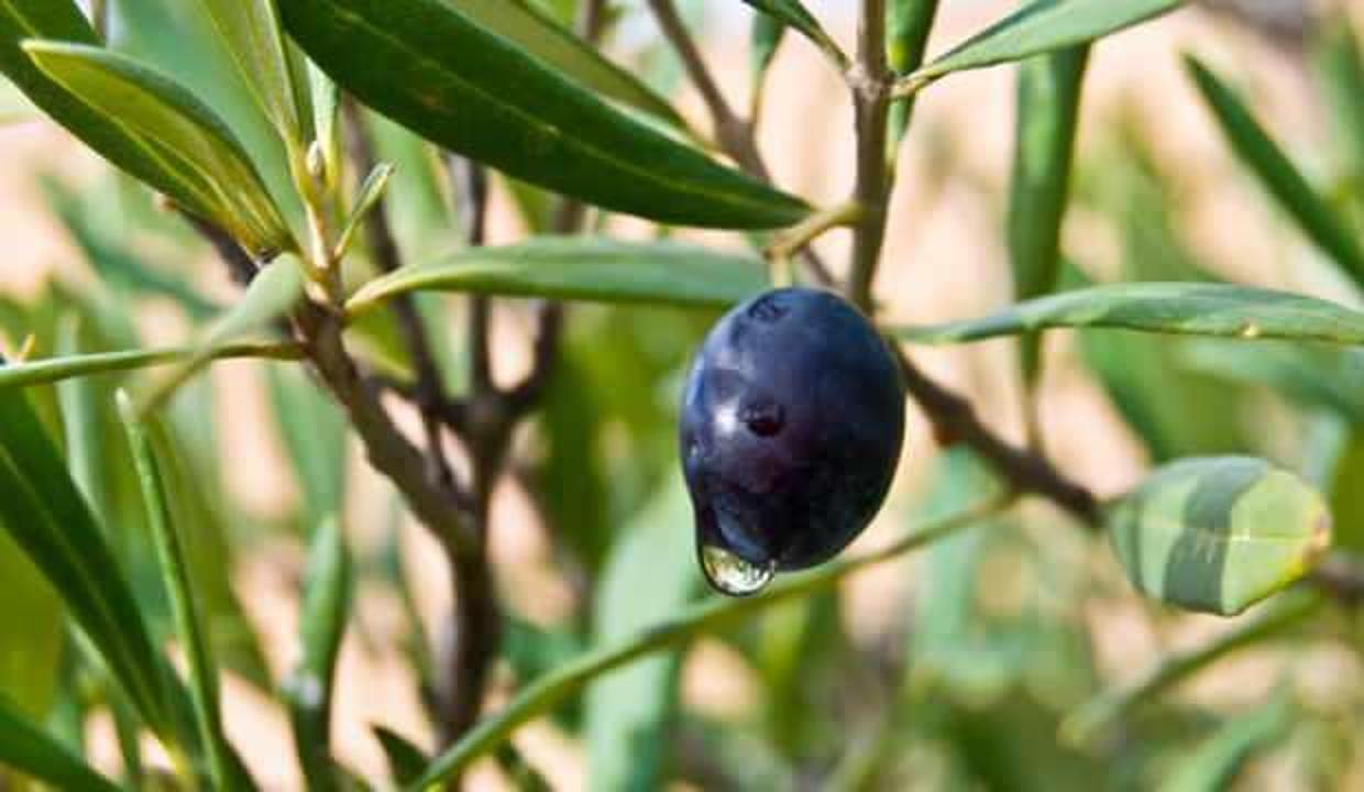 Zeytin yaprağı koronavirüse umut oluyor!