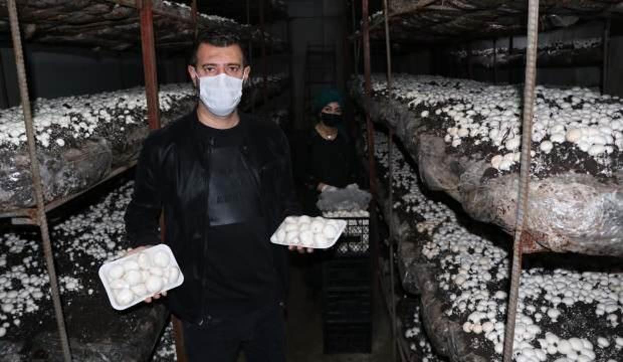 Doğu Anadolu'nun en büyük tesisinde aylık 20 ton mantar üretiyorlar