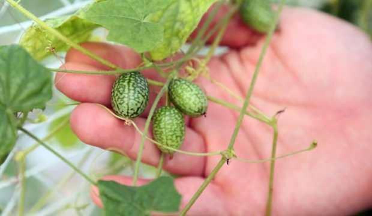 Görünüşü karpuz tadı salatalık gibi! Minyatür karpuzlar sadece 5 gram
