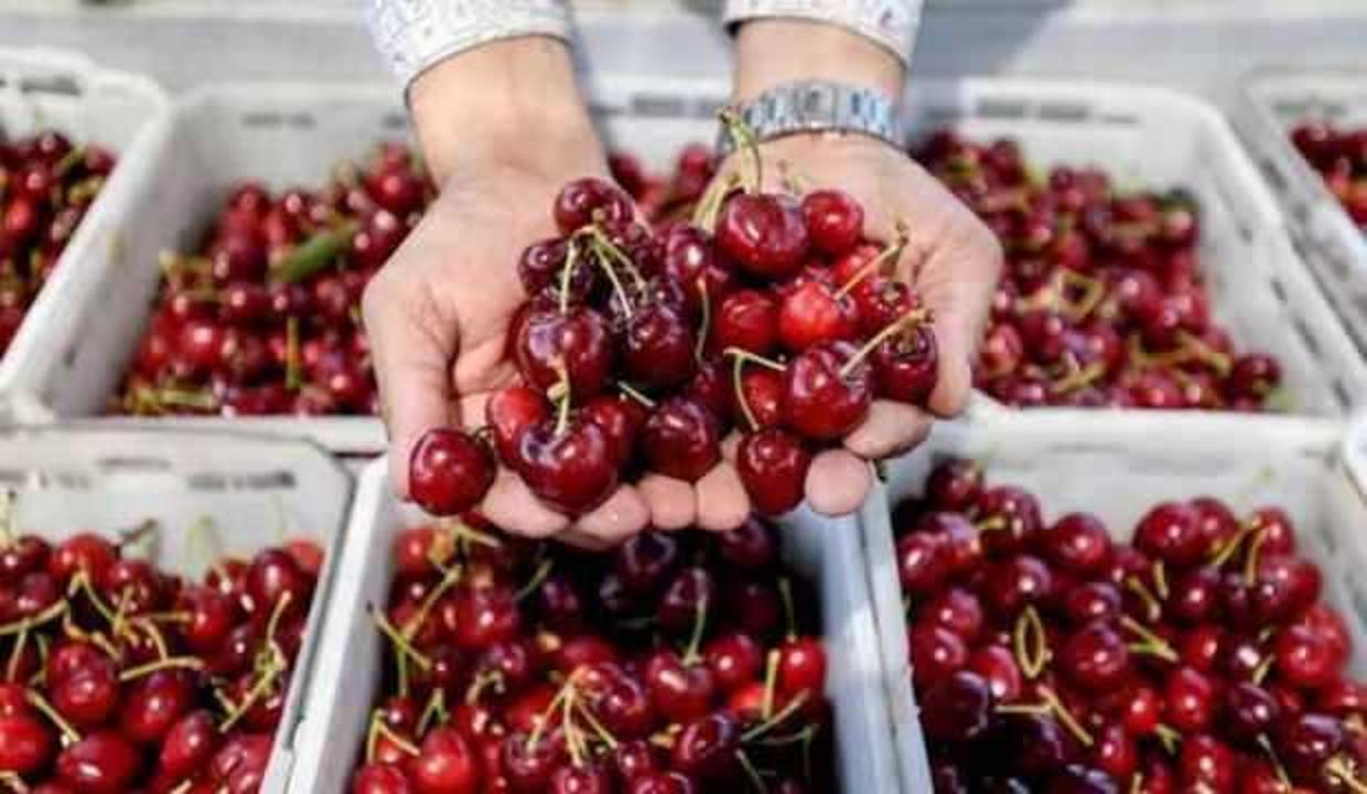 Manisa'da hasat edilen sezonun ilk kirazı, açık artırmada kilogramı 500 liradan satıldı