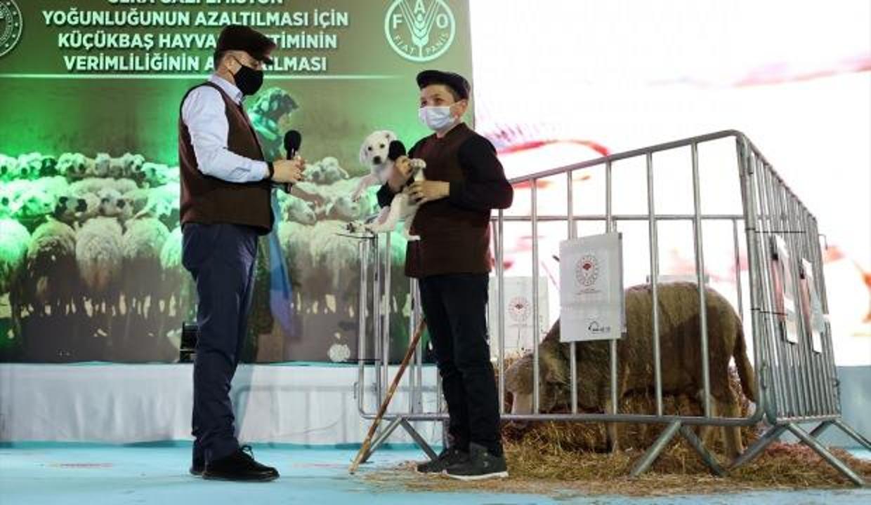 Bakan Pakdemirli, sosyal medyada ünlenen küçük çoban Şevki'ye köpek ve koyun hediye etti