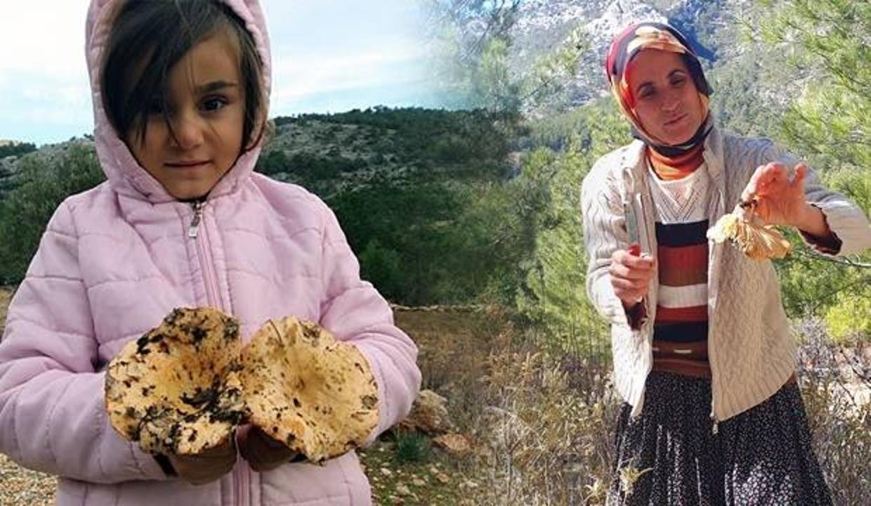 Bu mantar bir başka: Yağmur sonrası toplanıyor, kilosu 40 TL'ye satılıyor!
