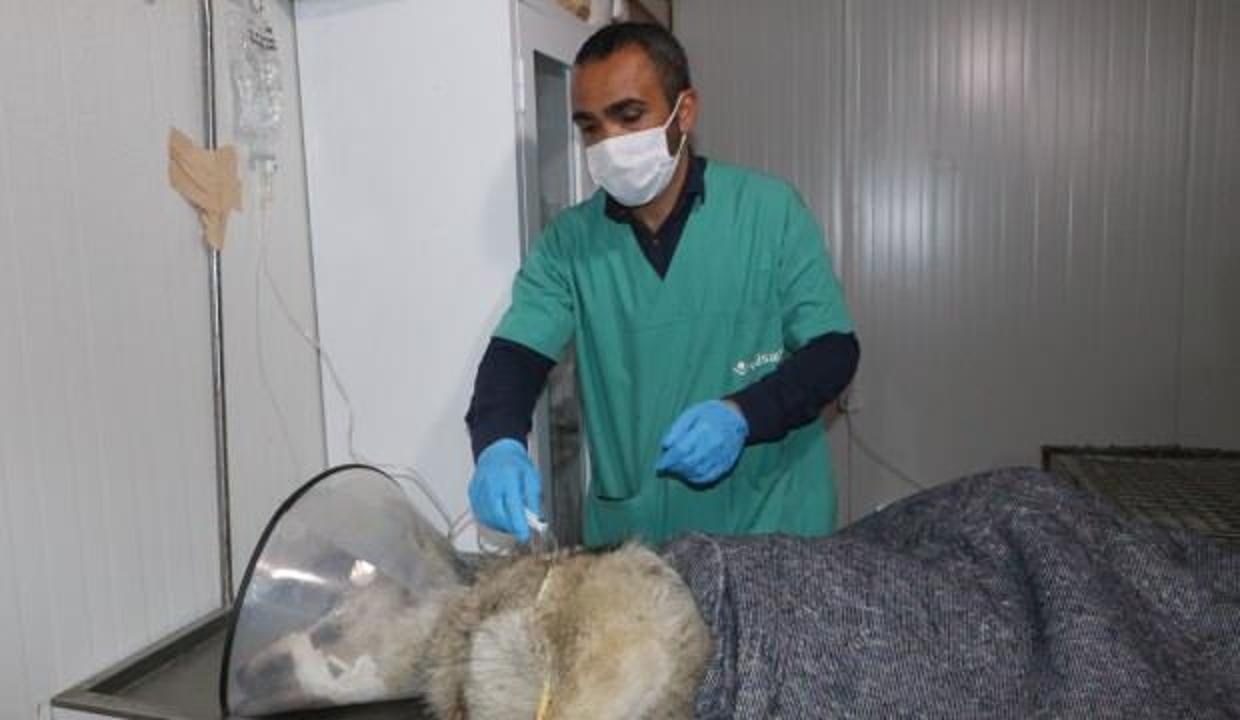 Yüksekova'da endişe yaratan kurt yakalandı
