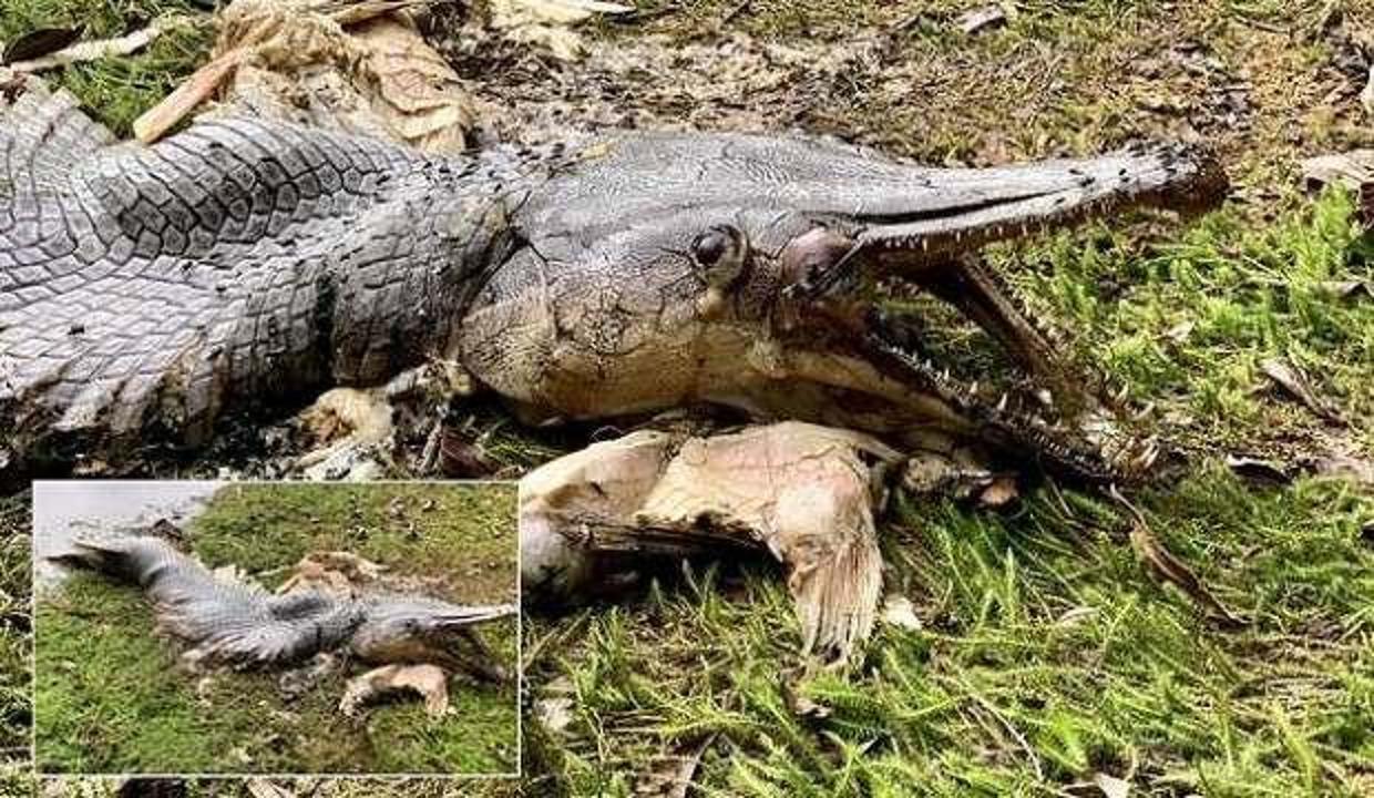 Karaya vuran dev çeneli-keskin dişli 'yaratık' büyük paniğe neden oldu