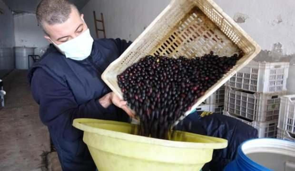 Zeytinde büyük hile