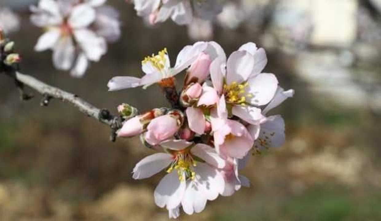 Baharın habercisi son cemre bugün toprağa düşüyor