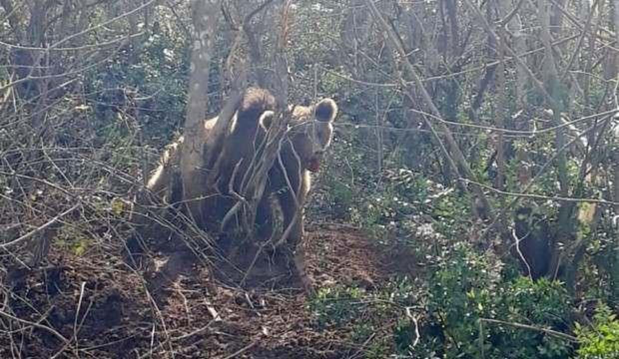 Bursa'da ormanda kapana sıkışan ayıyı jandarma kurtardı!