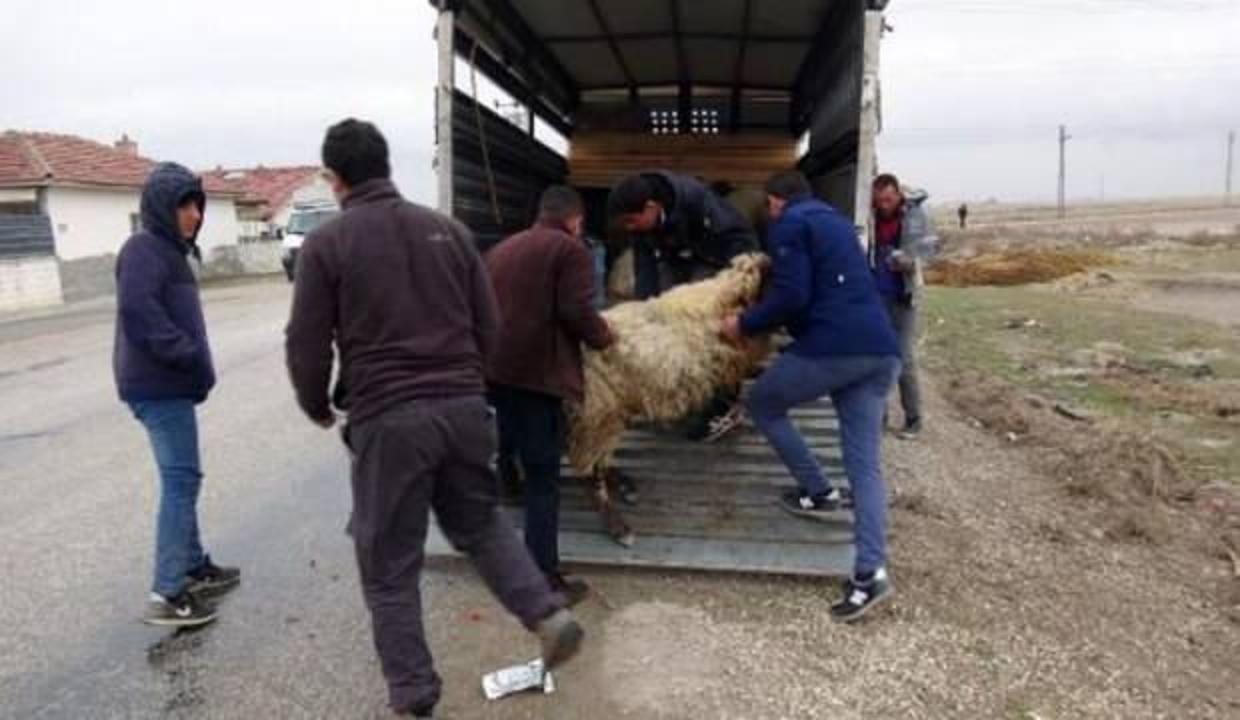 Koyunların sır ölümü! "Yere yığıldılar. Karınları şişip, yarıldı"