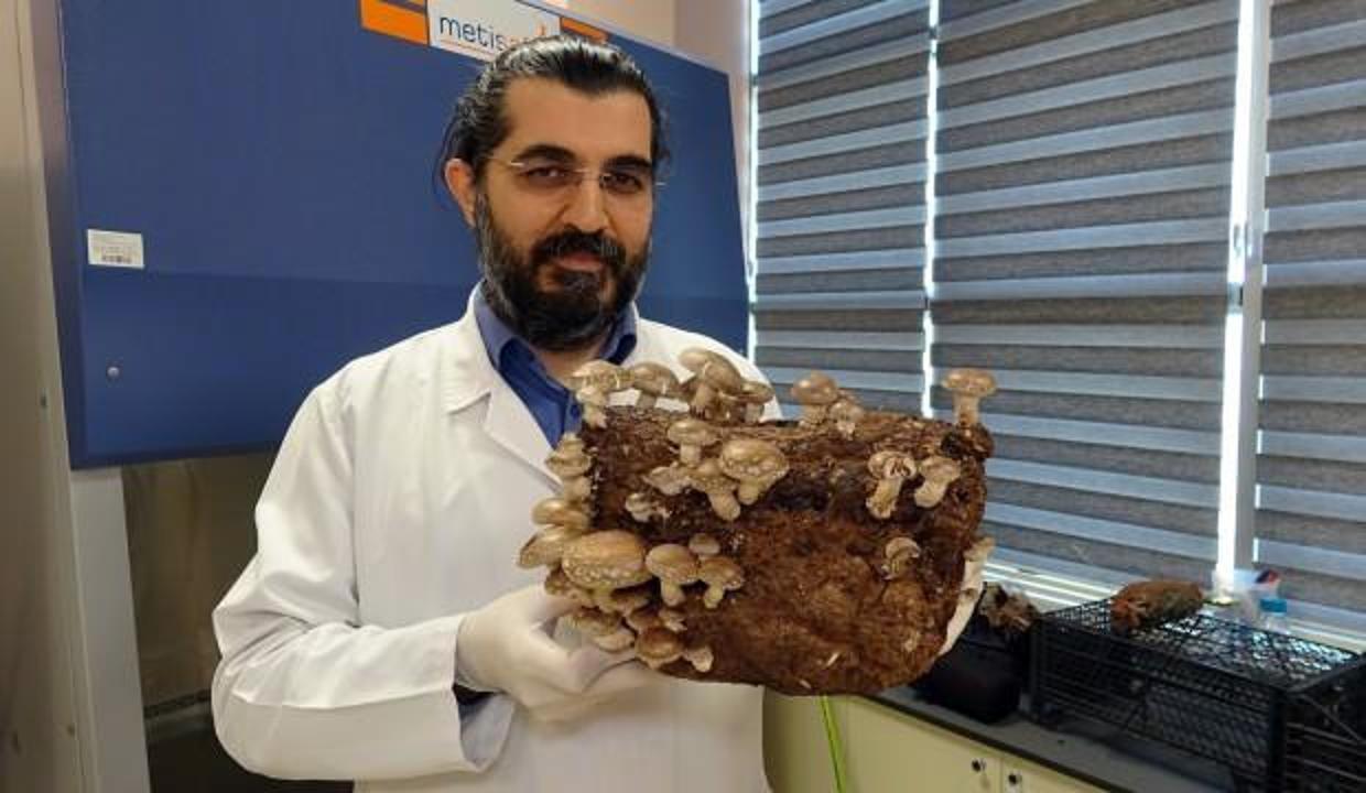 Düzce'de kilosu 1000 lira olan mantarı yetiştirmeyi öğreniyorlar