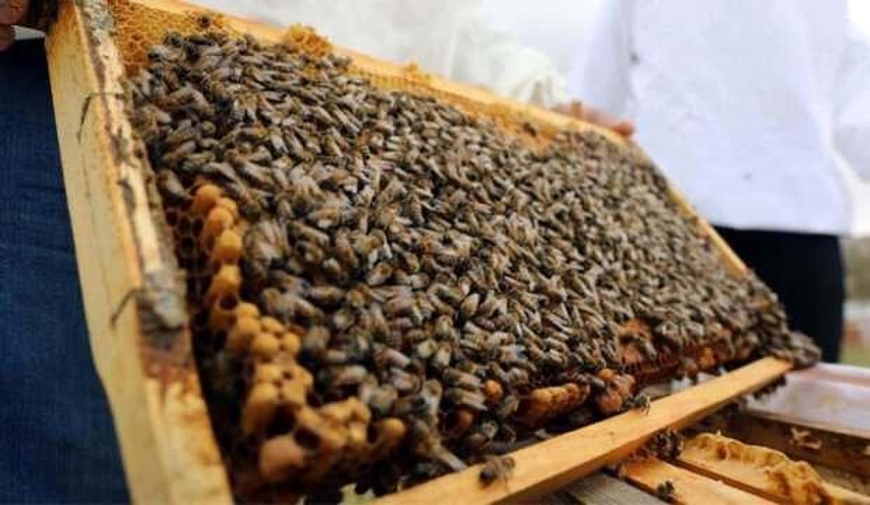 Gaziantep'te bal üretimi 42 kat arttı! Hedef 500 ton