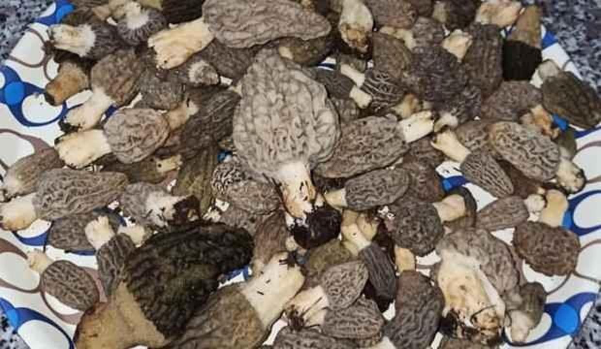 Kuzugöbeğinin fiyatı uçtu! 200 TL'den satılıyor