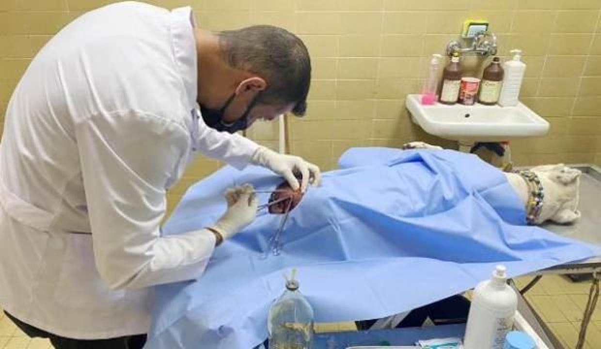 Pitbullu bıçaklayıp, sahibini dövdüler