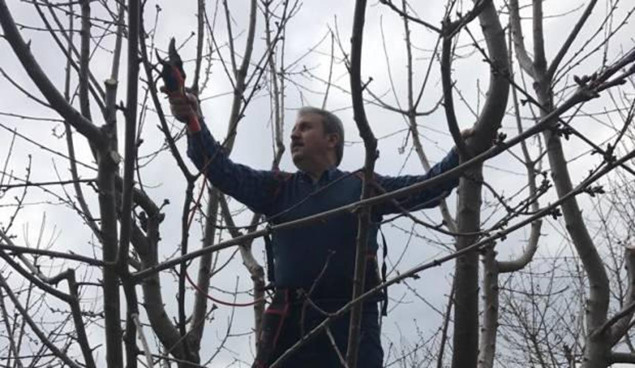 BBP Genel Başkanı Destici hafta sonu kısıtlamasında ağaç budadı