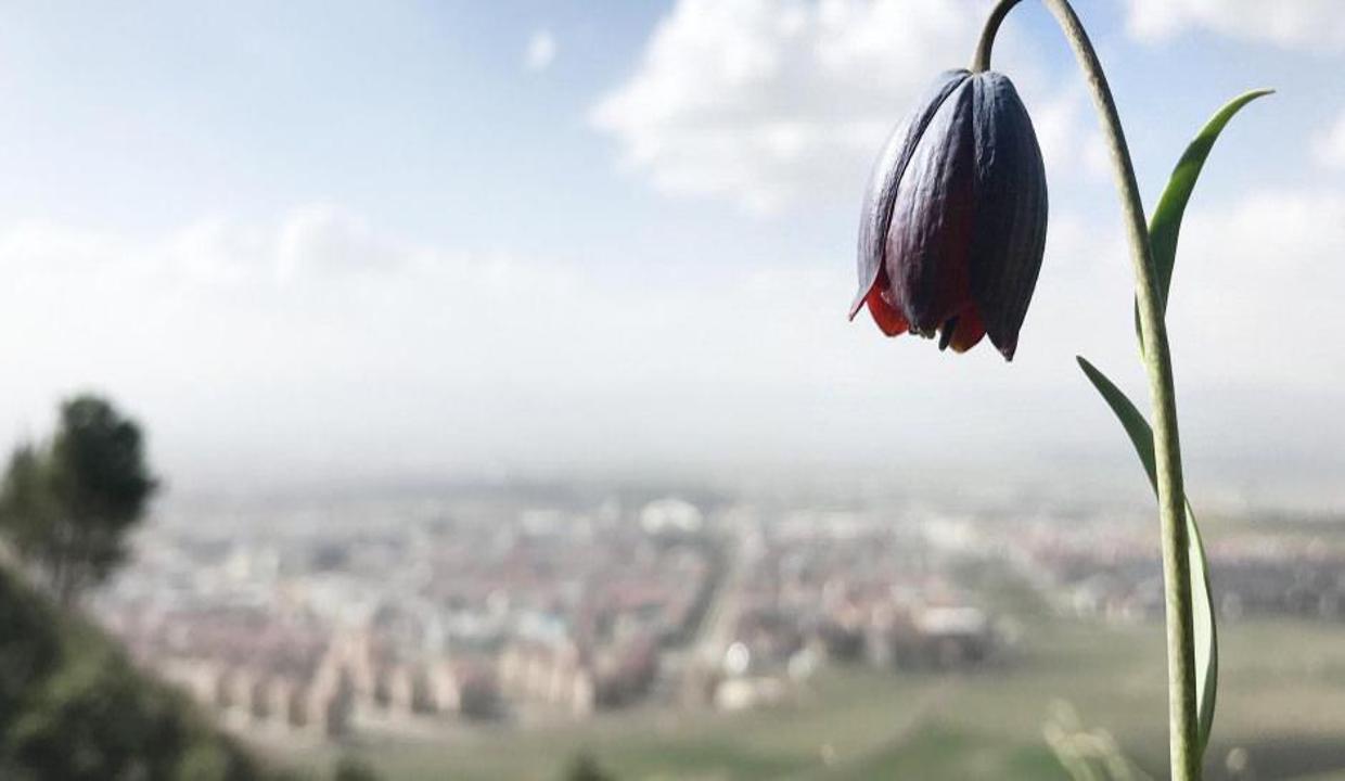 Mor renkli ters laleler göz kamaştırıyor