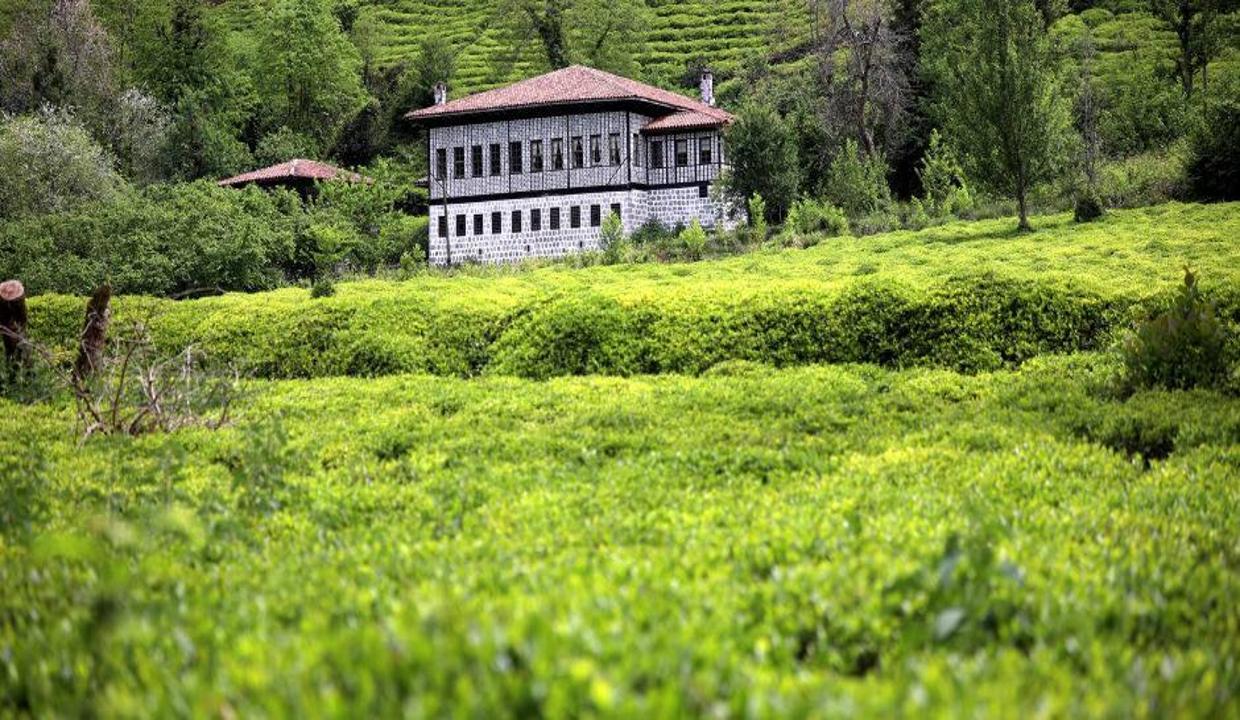 Rize'nin çay bahçelerinden muhteşem manzaralar