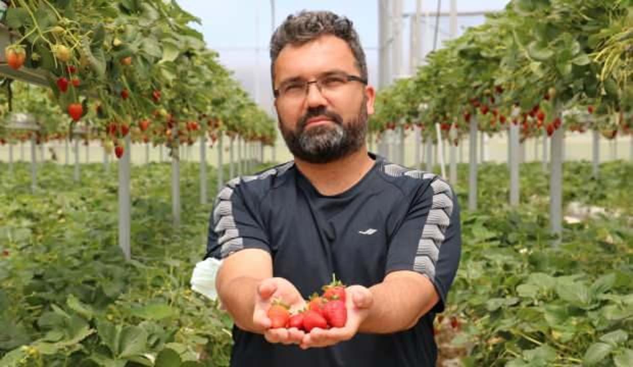 15 yıl çalıştığı işini bırakıp, çilek üretimine başladı