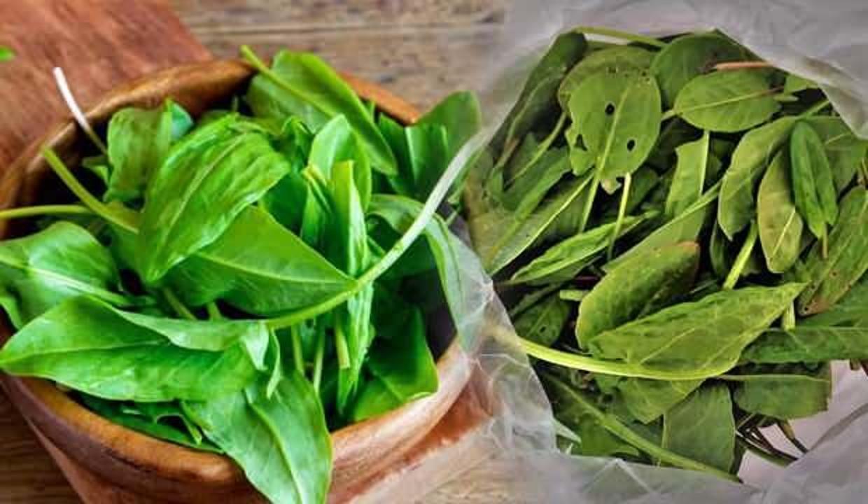 C vitamini deposu kuzu kulağı otu bağırsak sistemini çalıştırıyor!