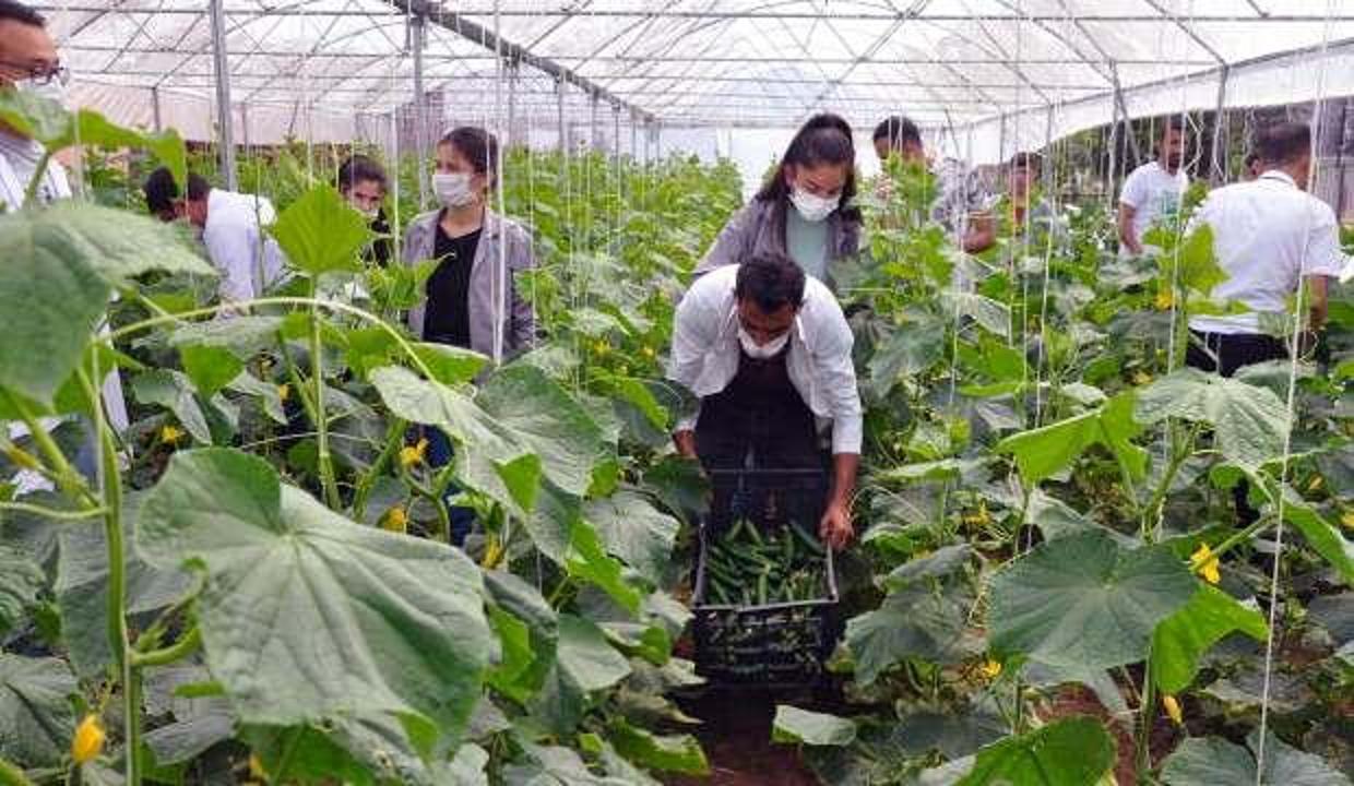 Mardin'de lise öğrencileri 2 bin metrekarelik alanda tarımsal üretim yapıyor