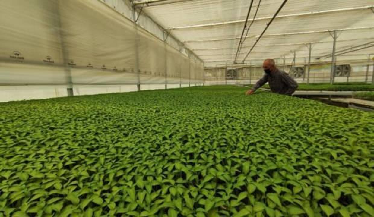 Milyonlarca sebze fidesi elde kaldı