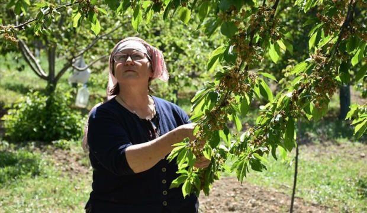 Bilecik'te bir köyde 650 kiraz ağacı 1 yıllığına kiralandı!