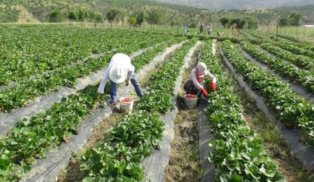 Sason çileği marka haline geldi