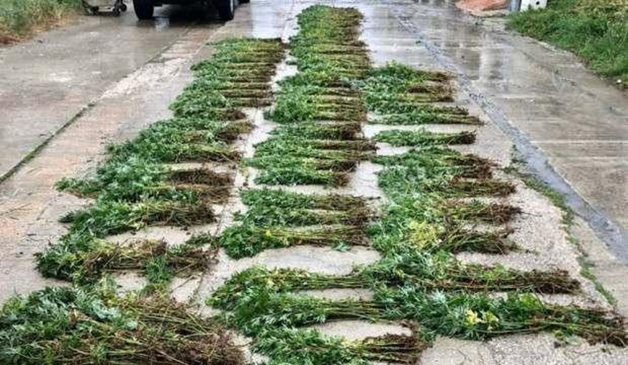 Tekirdağ'da 4 bin 100 kök Hint keneviri ele geçirildi