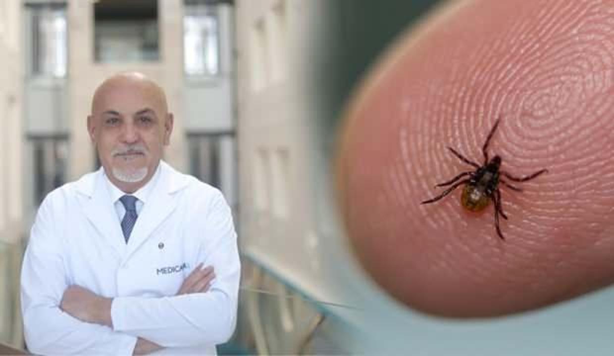Enfeksiyon uzmanı uyardı! Kene ısırmaları hayati önem taşıyor