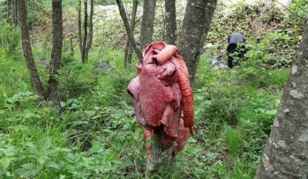 'Ayılar köylere inmesin ’ diye ormana ‘sakatat’ bırakıyorlar