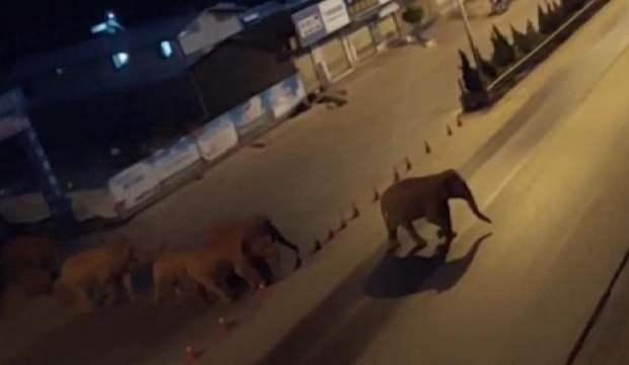 Çin'de yolunu kaybeden fil sürüsü şehri gezdi