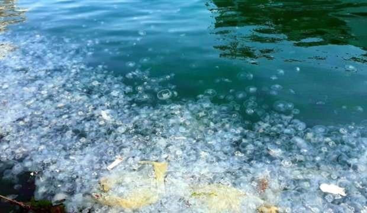 Müsilajdan sonra denizanası işgali