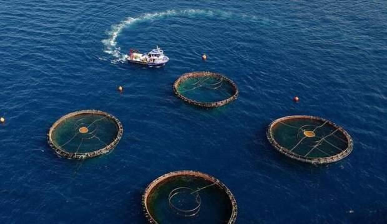 Türkiye'nin su ürünleri üretimi açıklandı
