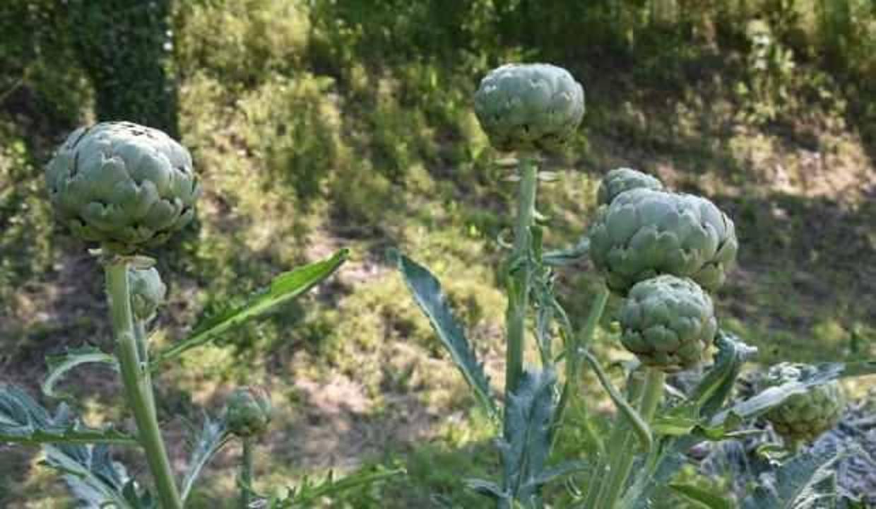 Ordu'da tarımsal ürün çeşitliliği artıyor