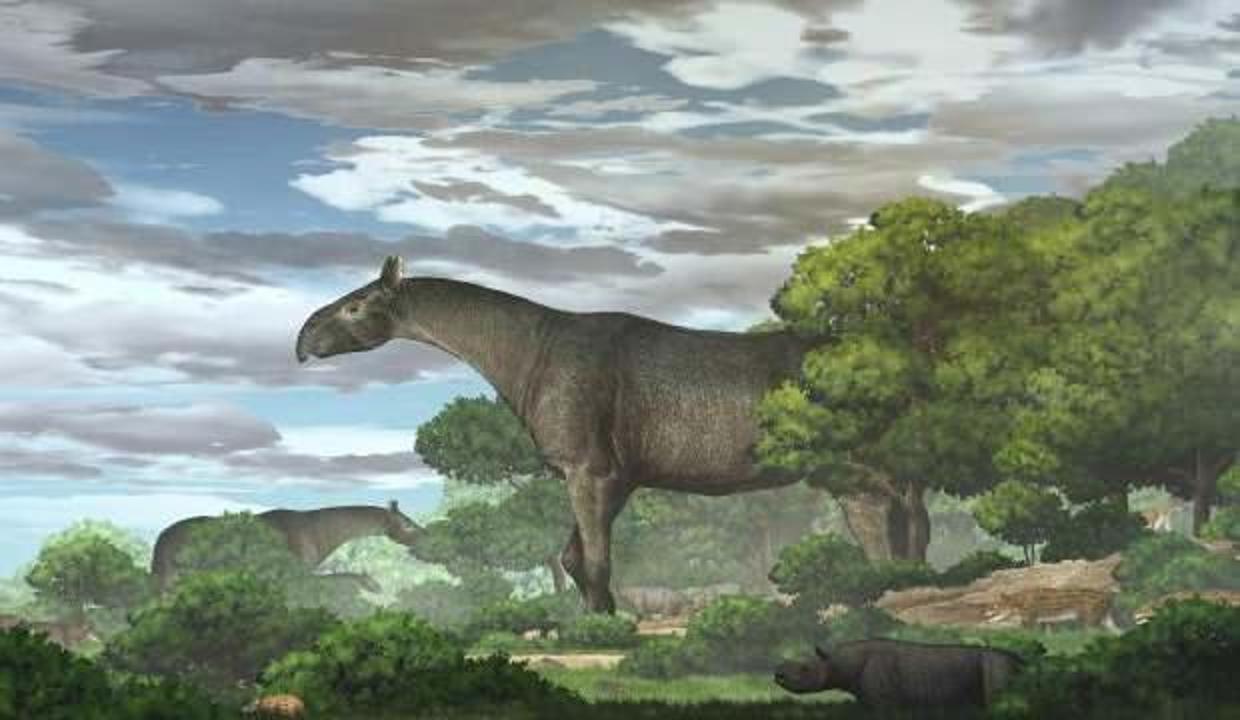 Çin'de zürafadan daha uzun "gergedan" fosili bulundu