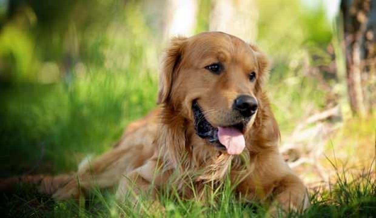 Rüyada köpek ısırması görmek ne anlama gelir? Rüyada köpek saldırısından kaçma neye işaret eder?