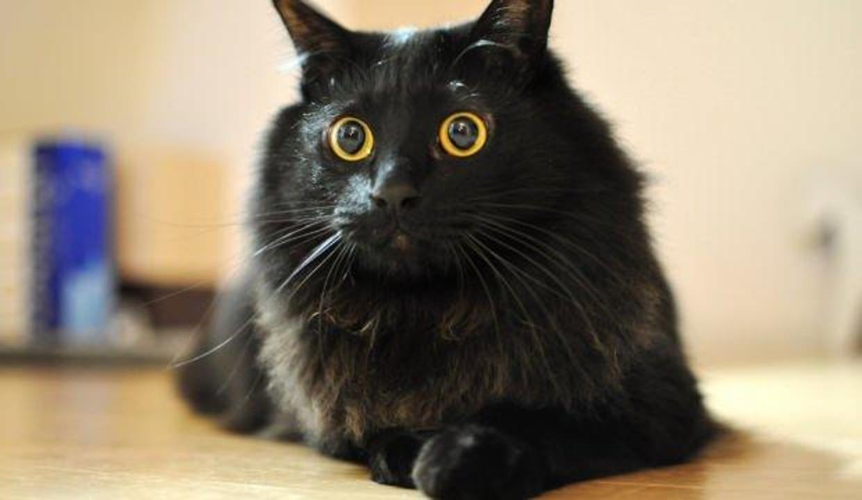 ruyada siyah kedi gormek neye isaret ruyada siyah kedi isirmasi ne demek dini bilgiler haberleri