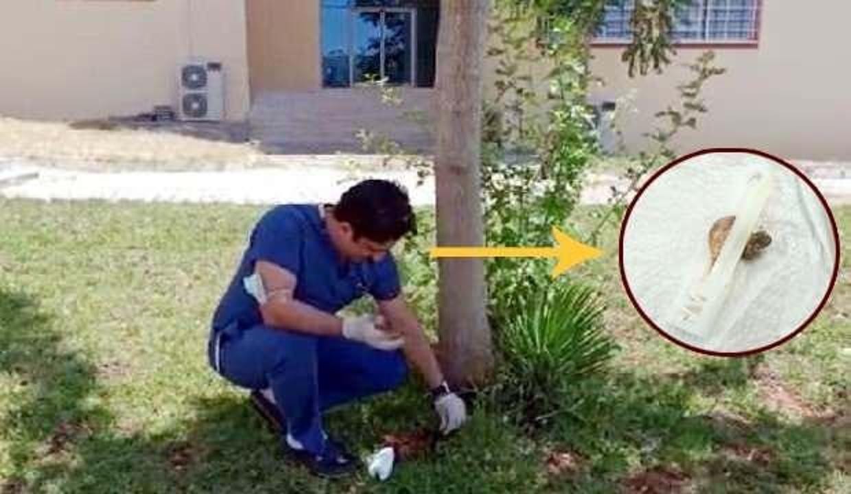 Şanlıurfa'da bir doktor masasında göbek bağı buldu, ağacın dibine gömdü!