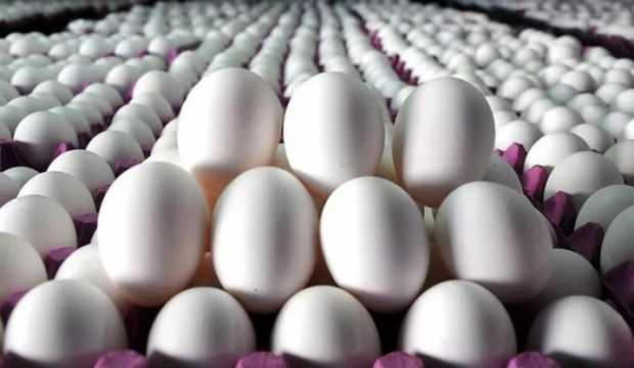 Yumurta ihracatında artış yaşanıyor