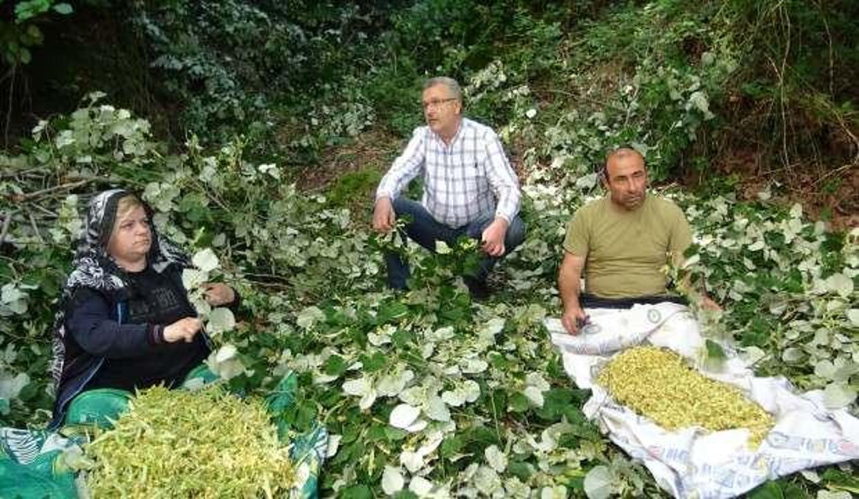 Şifa deposu ıhlamur, Karacabey'in geçim kaynağı! Kilogramı 250 liradan satılacak