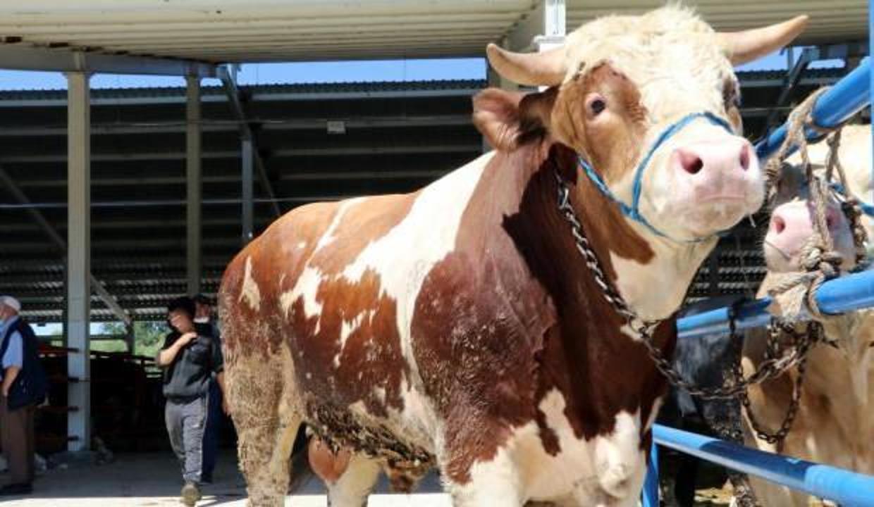 1 tonluk tosunu arabayla takas edecek! Çankırı'daki 'Paşa' alıcısını bekliyor