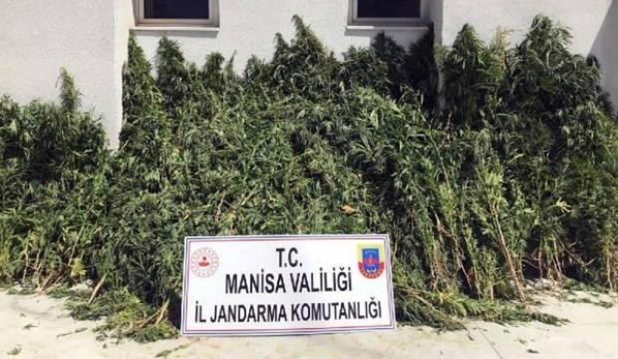 Dağlık alanda 7 bin 253 kök Hint keneviri ele geçirildi