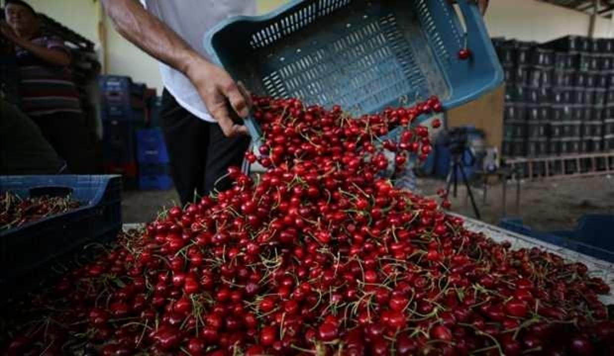 Hobi amaçlı kurduğu meyve bahçesini büyüterek kiraz ihracatına başladı