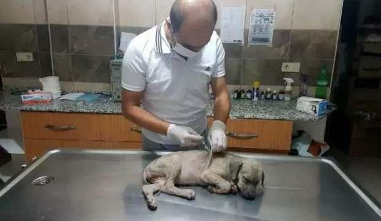 Köpek yavrusuna eziyet eden kişiye 1033 lira para cezası