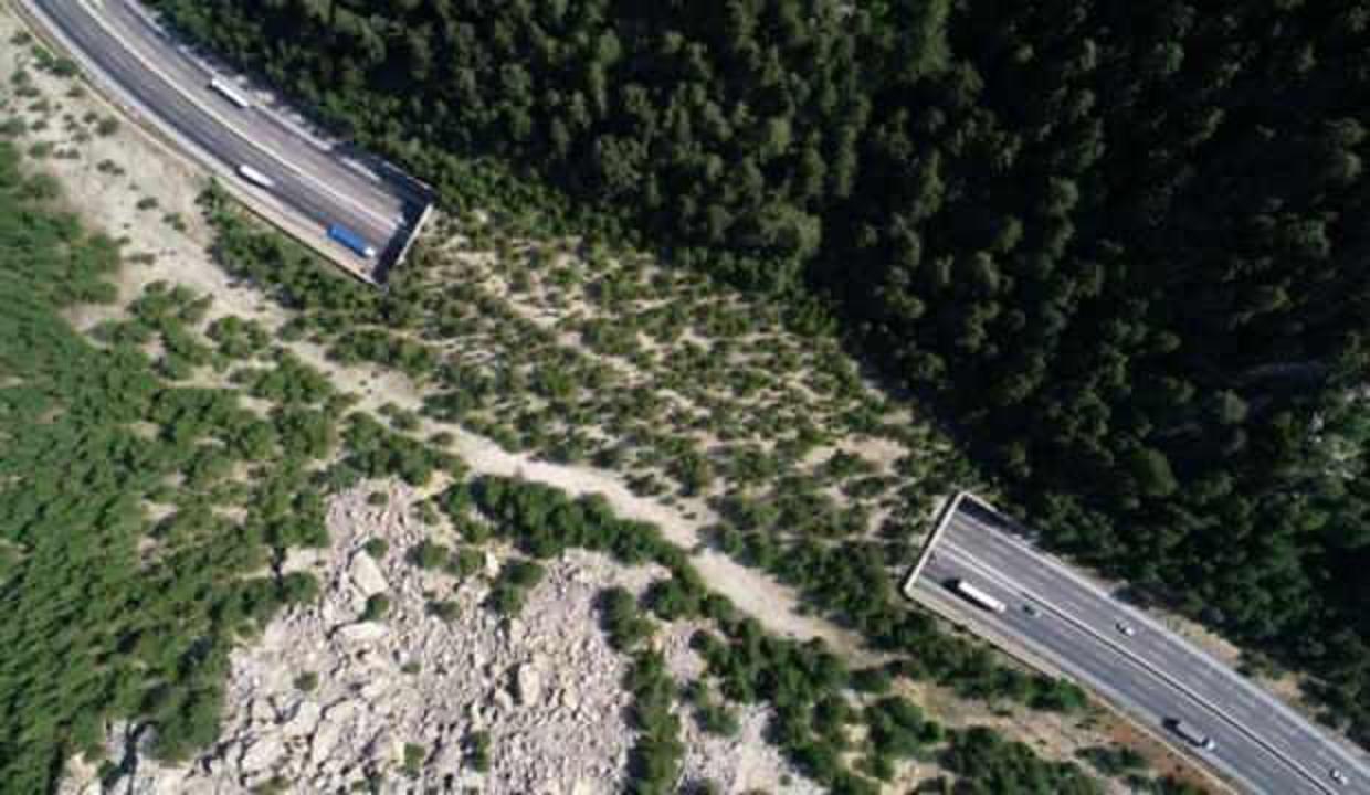 Orman Ekosistem Köprüsü yaban hayvanlarının güvenli geçiş rotası oluyor