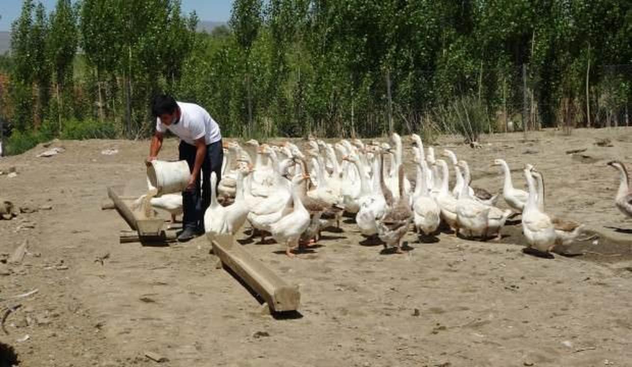 Öğretmenliği bırakıp kaz çiftliği kurdu! Hedefi yılda 8 bin adet kaz üretmek