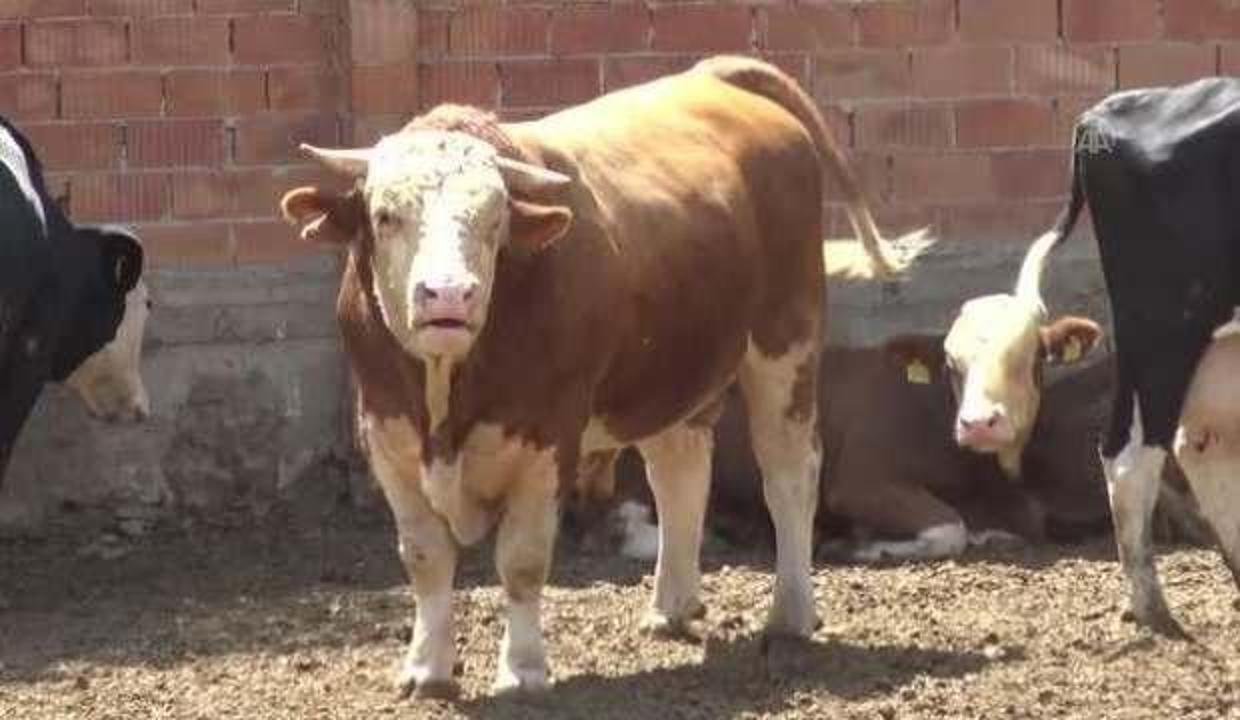 Afyonkarahisar'da 1 ton 650 kilogramlık kurbanlık 'Paşa' 50 bin liraya satılıyor!